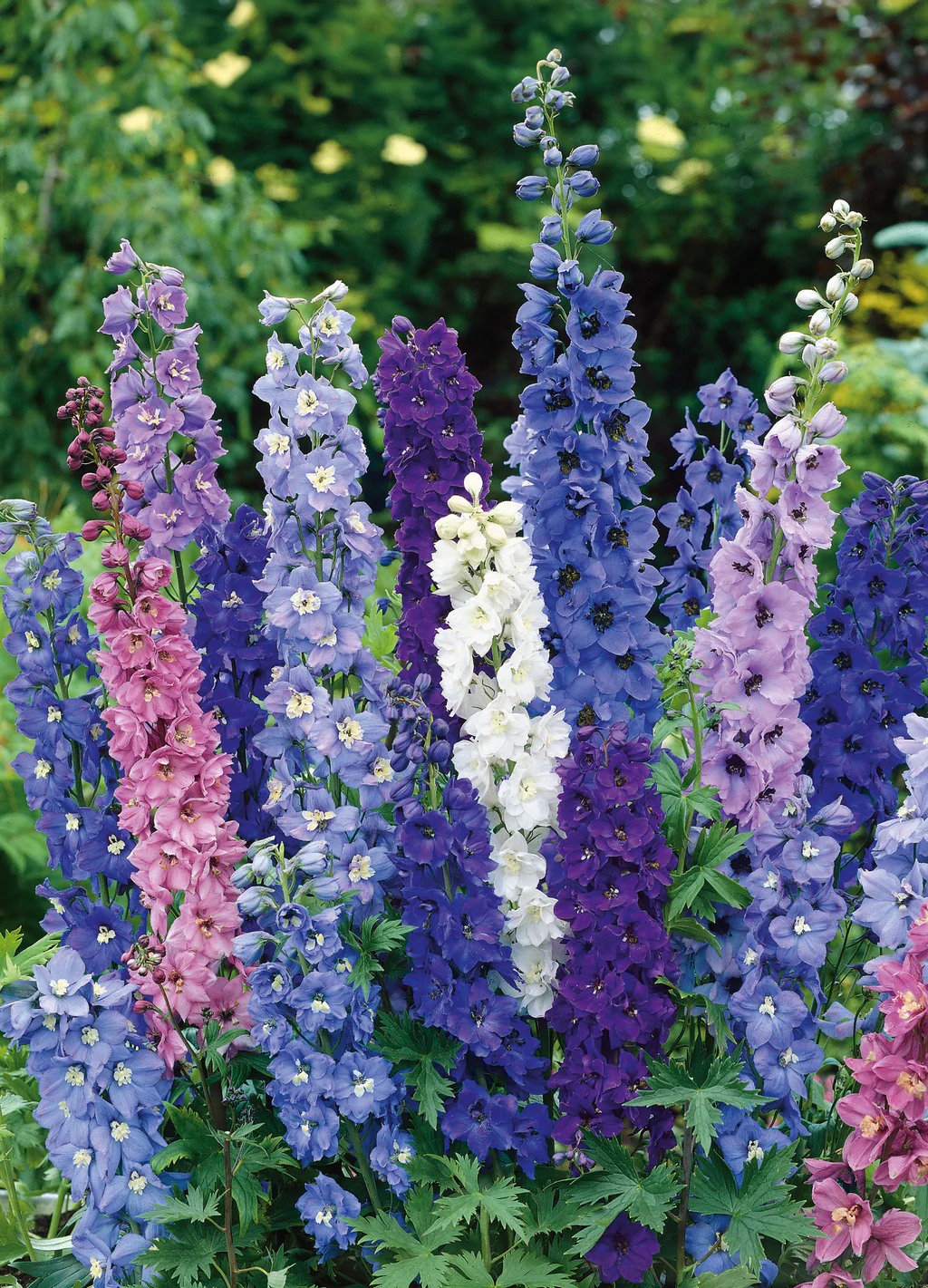 cropDELP1601Delphinium_PacificGiantsMix Hạt Giống Hoa phi yến