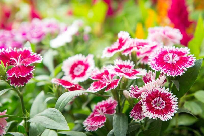 dianthus-chinensis Hạt Giống Hoa Cẩm chướng kép F1