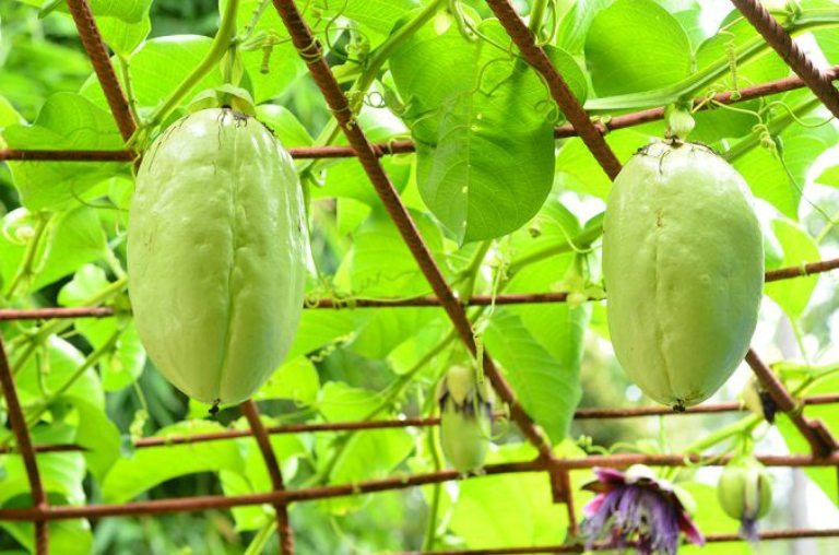 Hạt Giống Dưa gang tây
