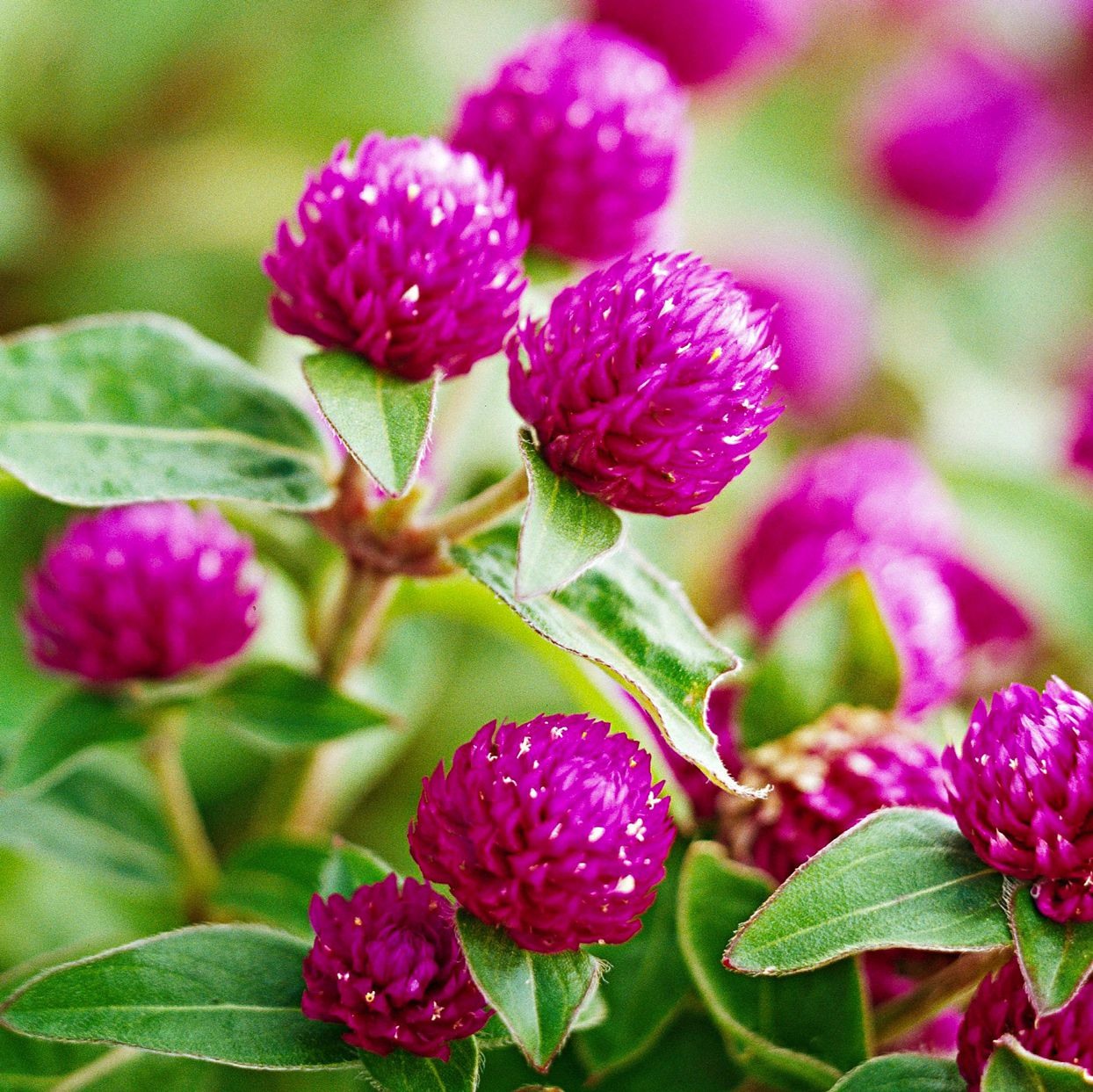 globe-amaranth-231225b8-bc1777f625284374a4ed03f074353568 Hạt Giống Hoa Cúc bách nhật tím