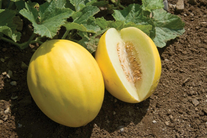 growing-canary-melon-e1677751641950 Hạt Giống Dưa lê hoàng hậu ruột trắng F1