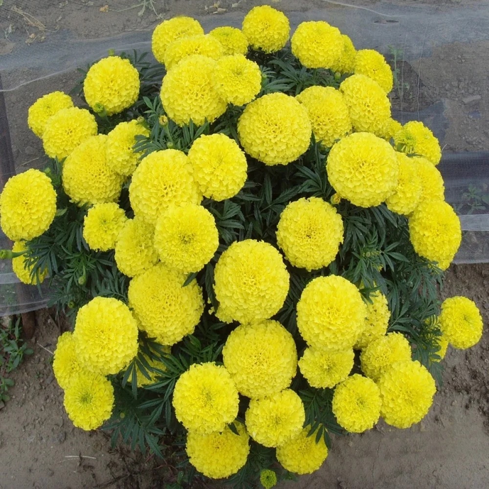 hybrid-mari-gold-seeds-1000x1000 Hạt Giống Hoa Vạn thọ vàng chanh siêu lùn F1