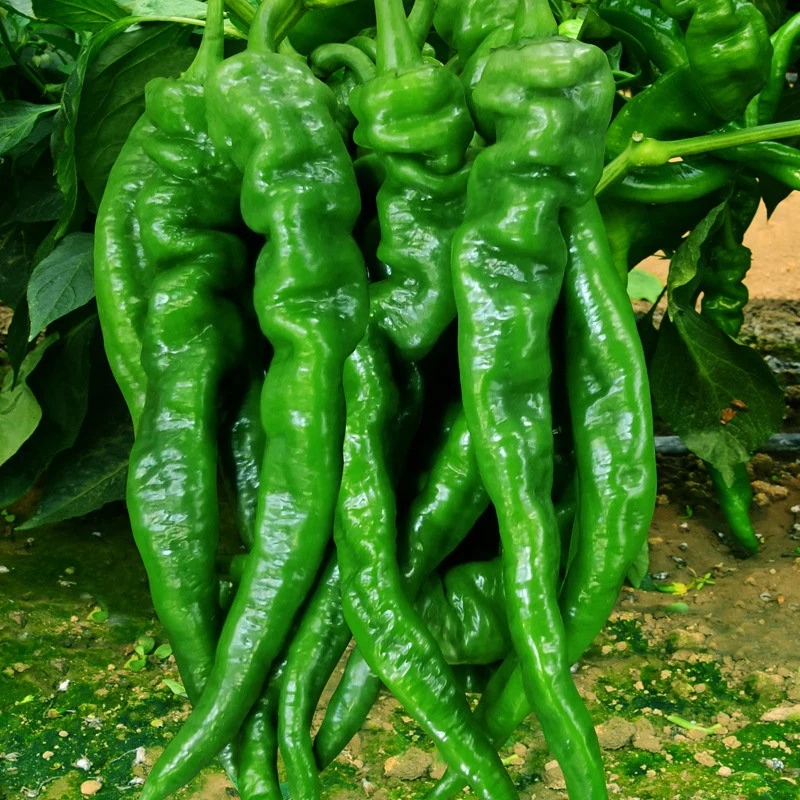il_fullxfull.5949031999_3fmp Hạt Giống Ớt xanh nhăn F1 (Ớt cá ngựa)