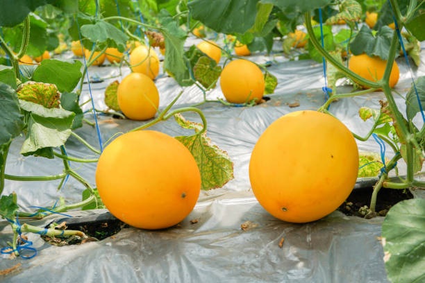 istockphoto-1460694442-612x612 Hạt Giống Dưa lê hoàng hậu ruột trắng F1