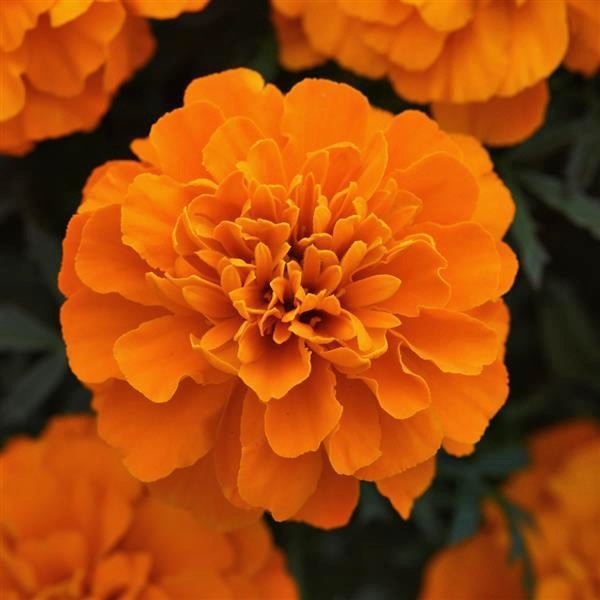 marigold-bonanza-deep-orange Hạt Giống Hoa Vạn thọ pháp đỏ ban mai F1