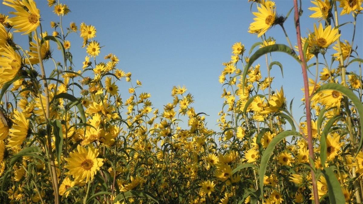 maximilian-sunflower-2015020511014302_1200 Hạt Giống Hoa Hướng dương Maximilian F1