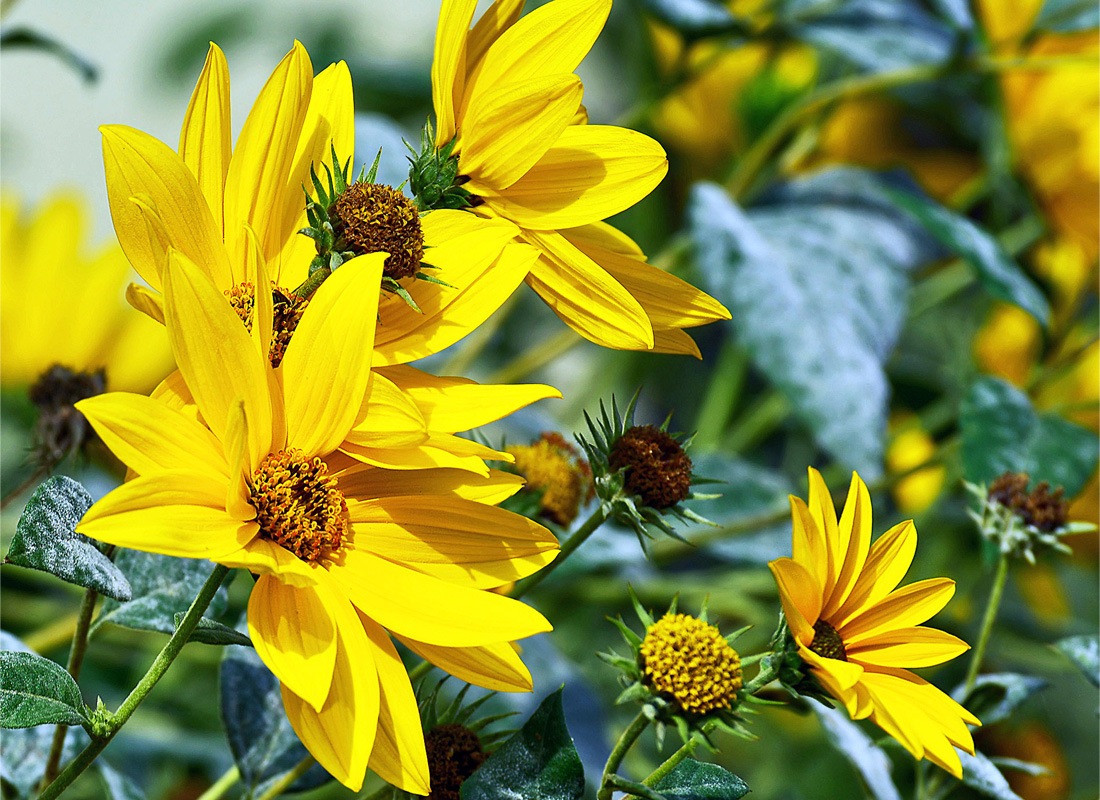maximillian_sunflower__69799 Hạt Giống Hoa Hướng dương Maximilian F1