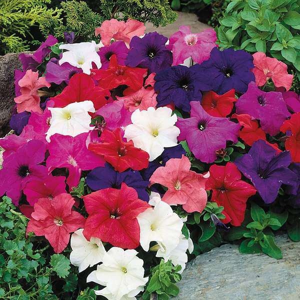 nurserylive-seeds-petunia-grandiflora-mixed-color-flower-seeds-16969107144844 Hạt Giống Hoa Dạ yến thảo khổng lồ nhiều màu F1
