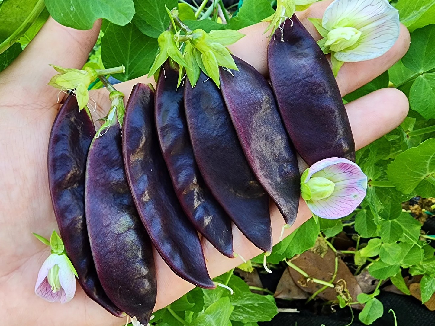 Hạt Giống Đậu ván tím