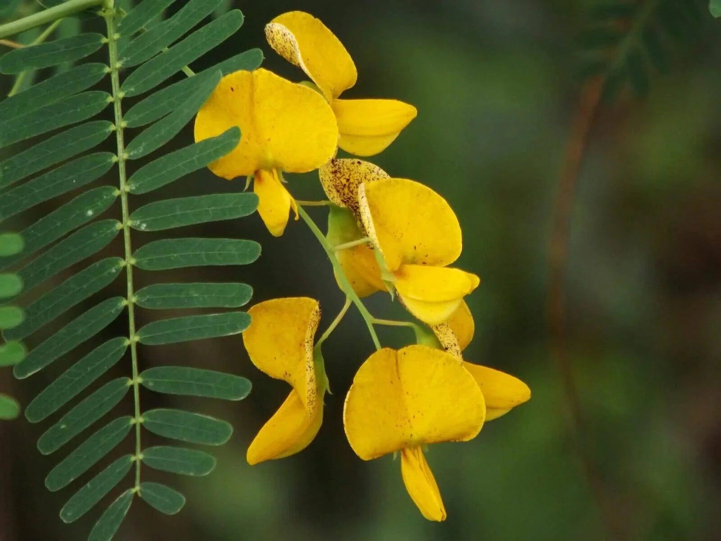 Hạt Giống Hoa Bông điên điển