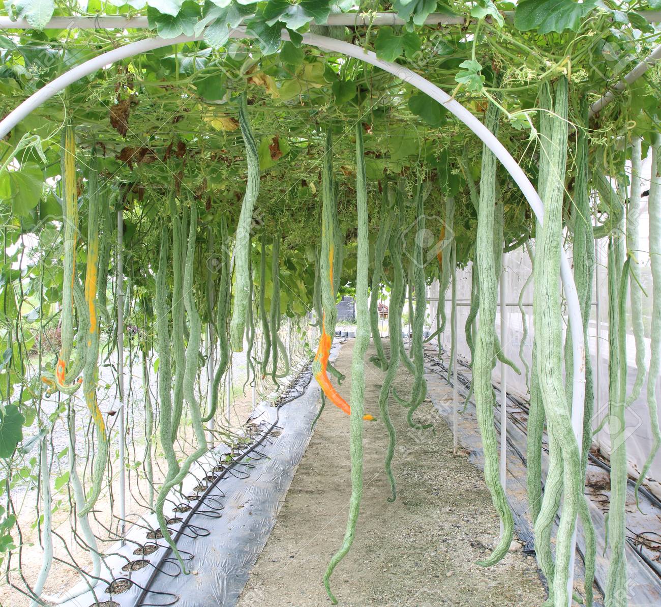 Hạt Giống Mướp rắn trắng siêu dài