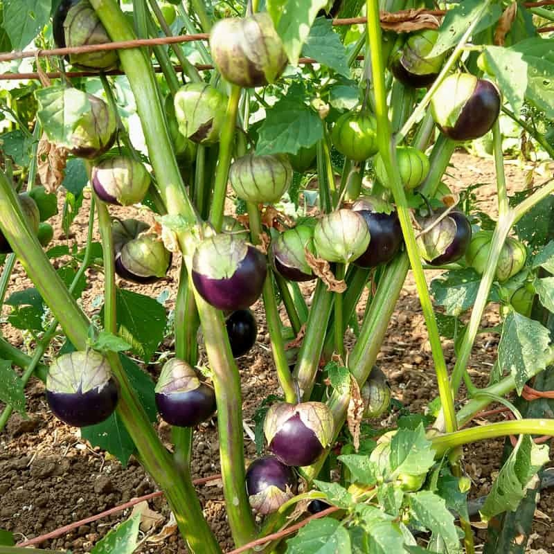 tomatillo-purple-keepers-3 Hạt Giống thù lù tím F1