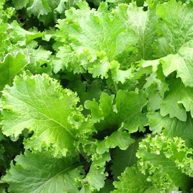 Hạt Giống Cải bẹ mào gà