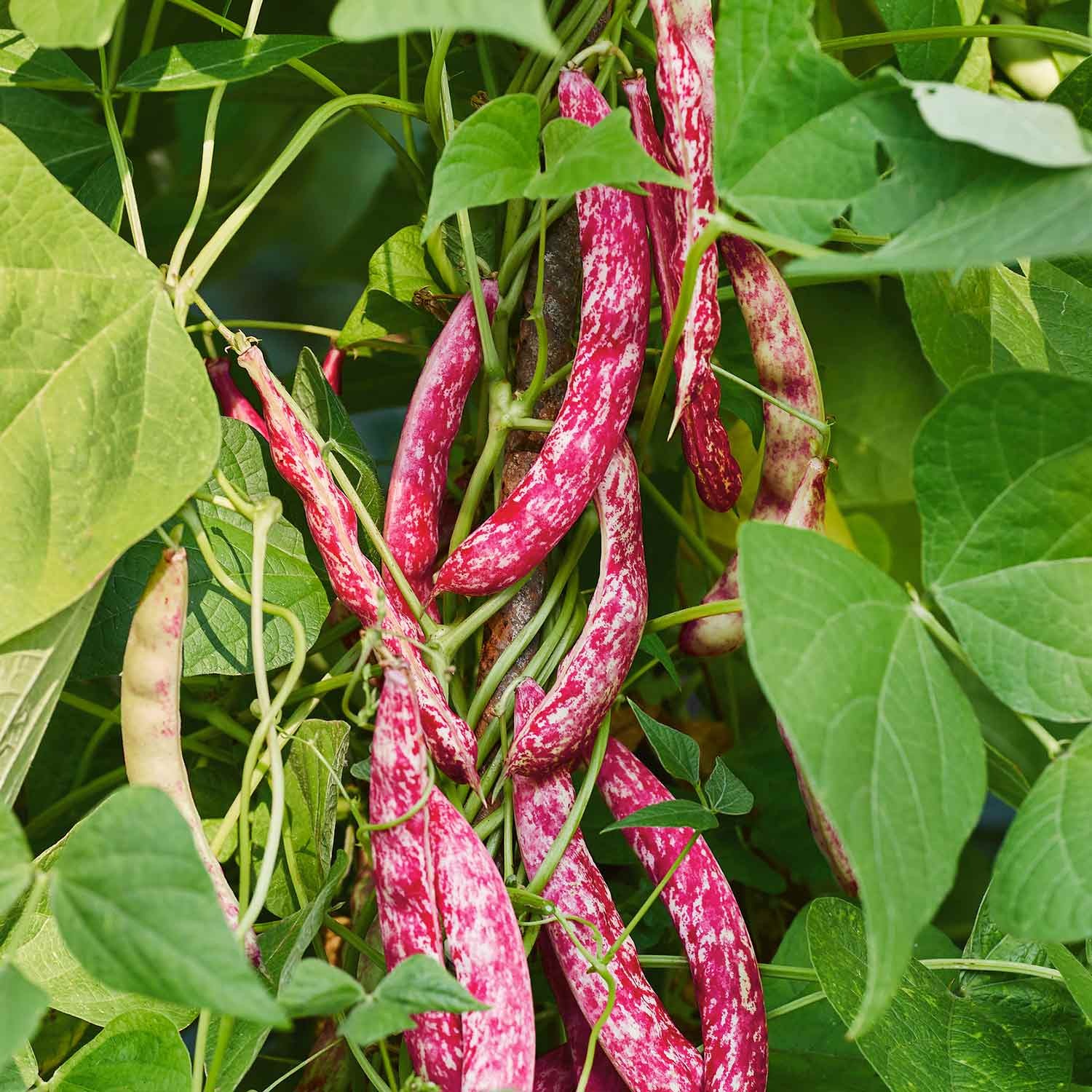 1080-5818_French-Bean-_Borlotti_-_Dwarf_-1-Nova Hạt Giống Đậu cove bụi vân đỏ