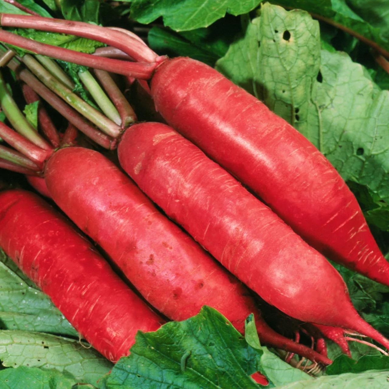 Shunkyo-Semi-Long-Radish__25137.1701276084.1280.1280 Hạt Giống Củ cải đỏ dài