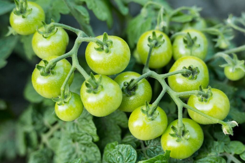 green-grape-tomato-1024x683 Hạt Giống Cà chua cherry nho xanh siêu ngọt