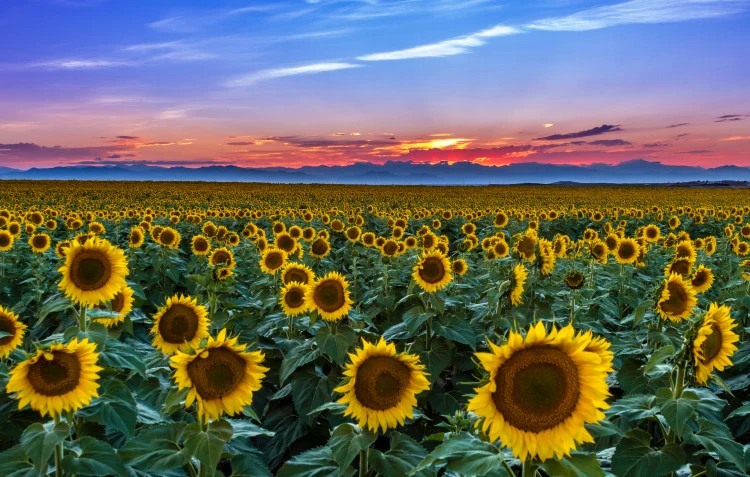 sunflower-field Hạt Giống Hướng dương khổng lồ