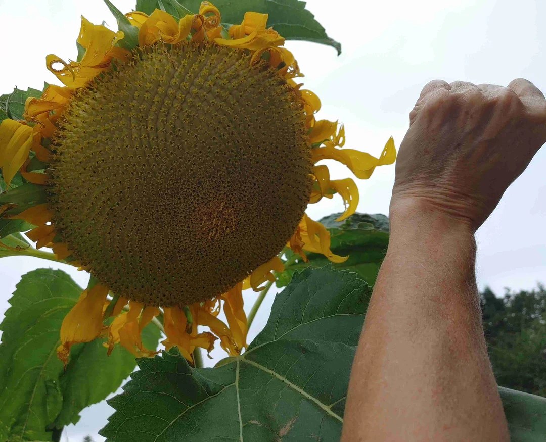 sunflower-titan Hạt Giống Hướng dương khổng lồ