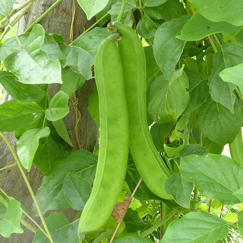 Hạt Giống Đậu kiếm