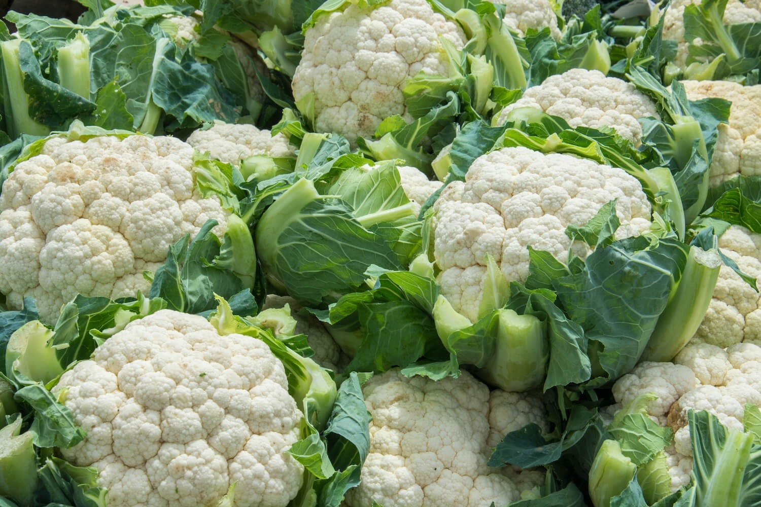 white-cauliflower (1) Hạt Giống Súp lơ trắng
