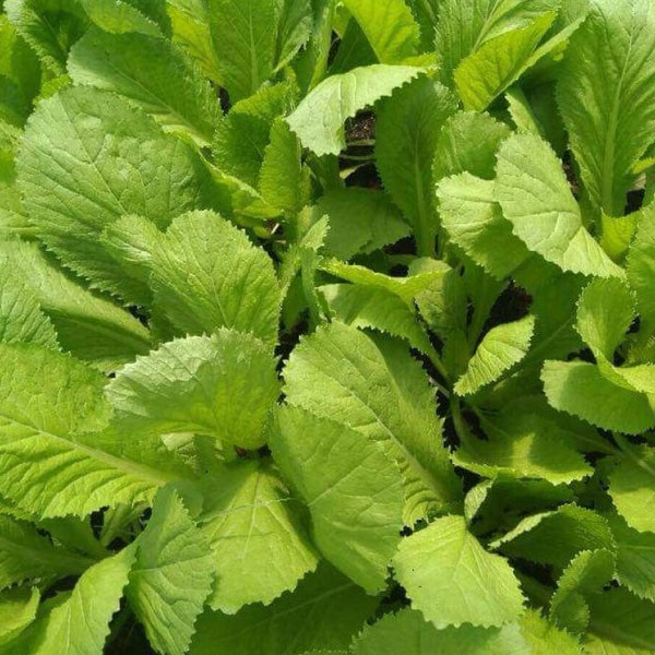 Hạt Giống Cải bẹ mỡ xanh