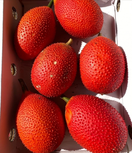 Hạt Giống Gấc đỏ