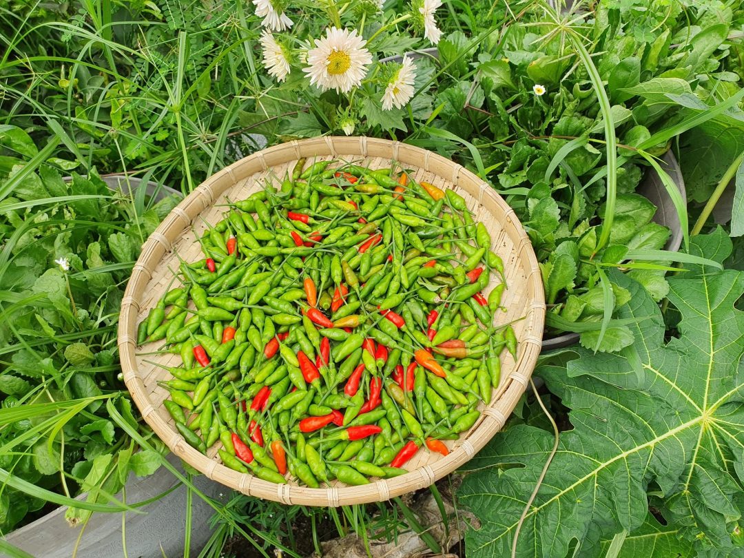 Hạt giống Ớt xiêm rừng Rado 377 - 1 Hạt Giống Ớt xiêm xanh