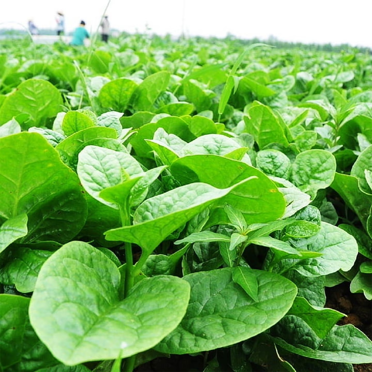 Hạt Giống Mồng tơi xanh lùn Thái Lan