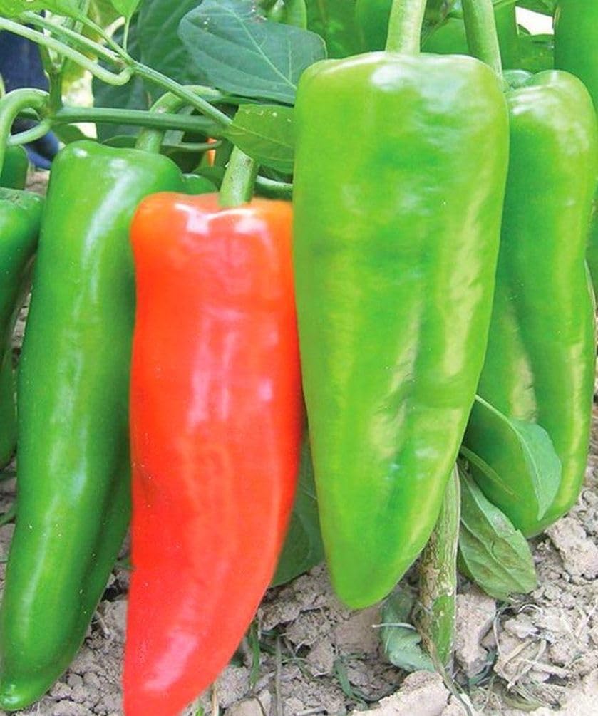 Pepper-Sweet-Red-Marconi Hạt Giống Ớt sừng trâu