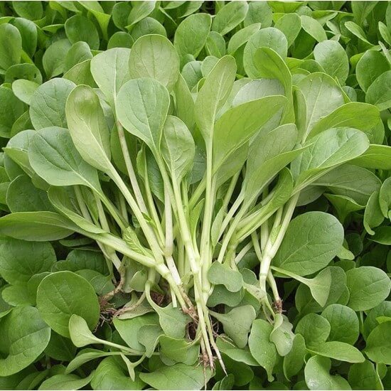 cai-con-4 Hạt Giống Cải xanh ăn non