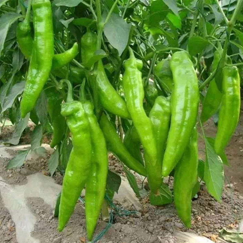 cay-ot-ngot-sung-bo-do Hạt Giống Ớt sừng trâu