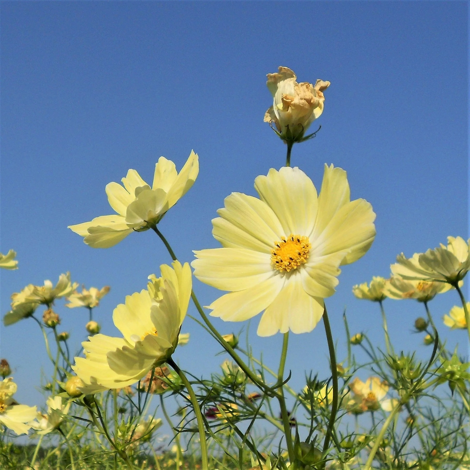 cosmos-xanthos-shk-5 Hạt Giống Sao nháy XanThos
