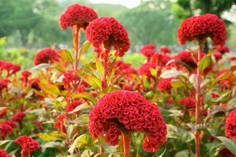 dba03b3f56fbc7a4a3de25df833ec5b0.jpg_960x960q80.jpg_ Hạt Giống Mào gà búa đỏ thân cao