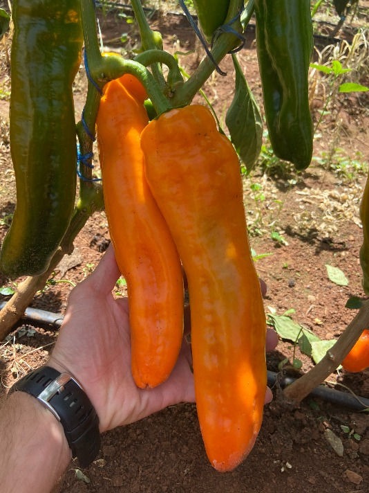 e5dbda071f3b45a7bf913f0305d16884 Hạt Giống Ớt sừng ngọt Palermo cam
