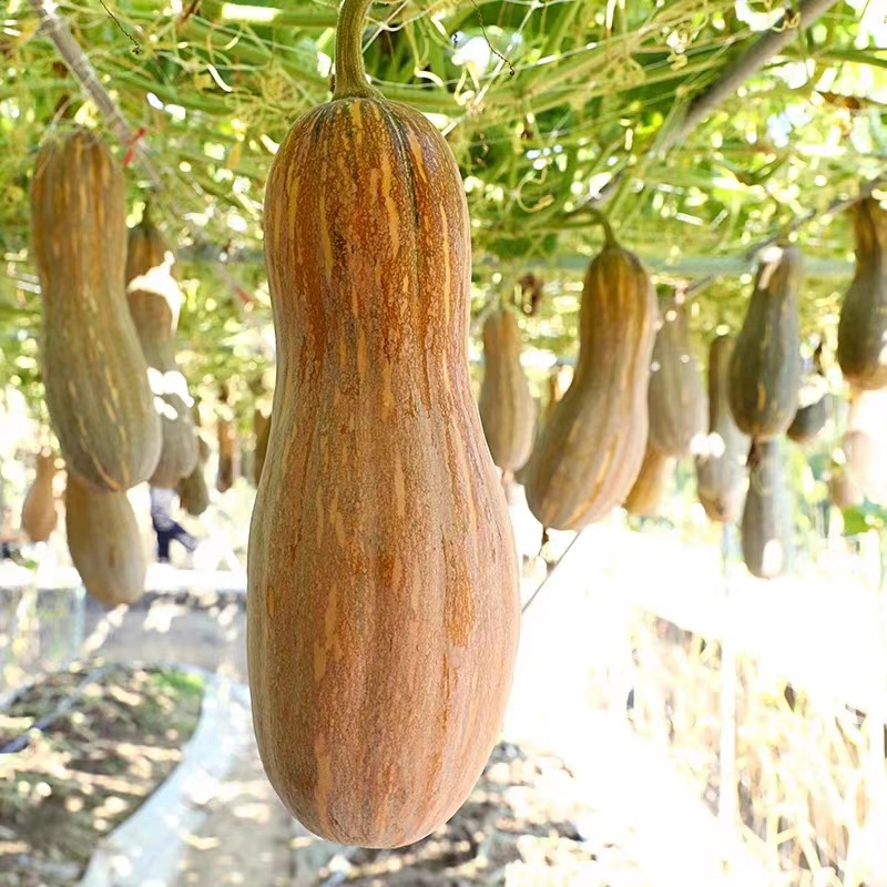 Hạt Giống Bí ngô mật cao sản