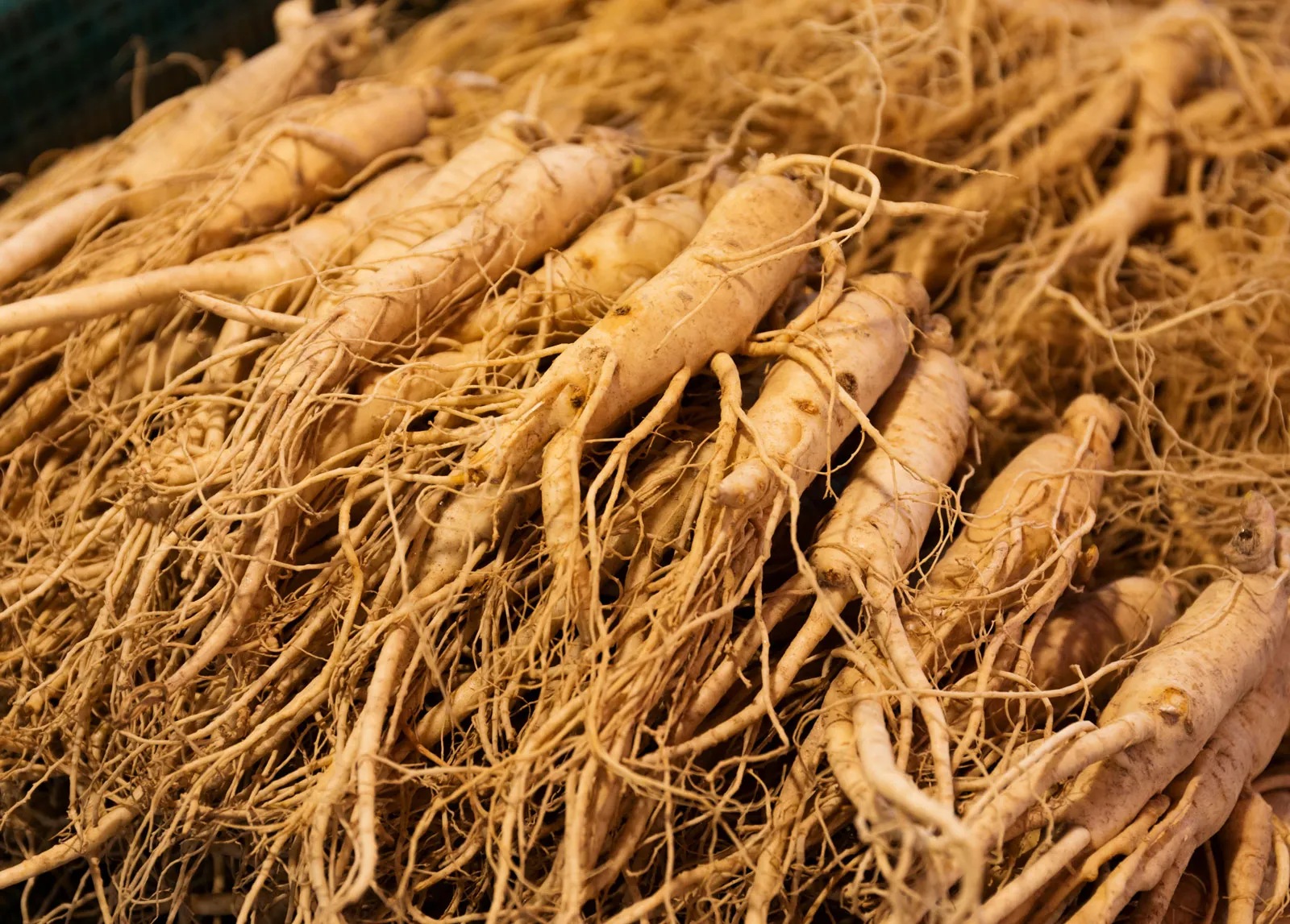 roots-ginseng-market-Asian-Korean Hạt Giống Nhân Sâm Hàn Quốc