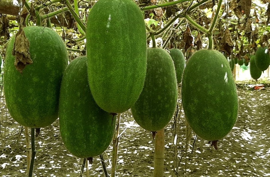 3-4 Hạt Giống Bí xanh thơm ba bể