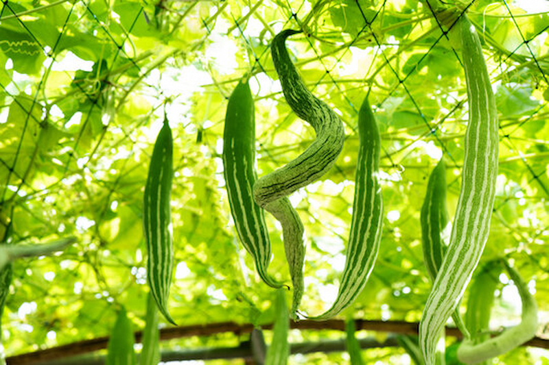 Hạt Giống Lặc Lè