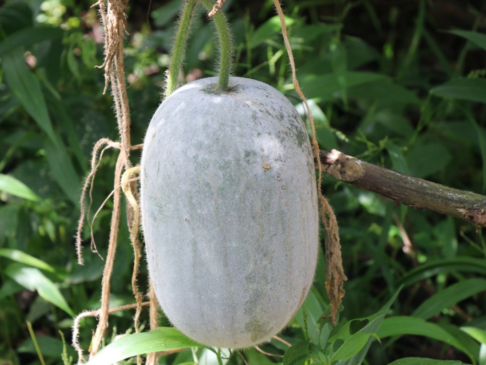Hạt Giống Bí phấn thơm ba bể