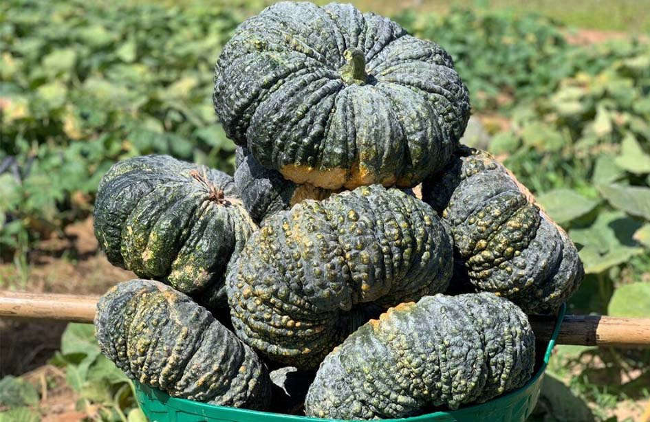 597_20210924_154655 Hạt Giống Bí Ngô Da Cóc