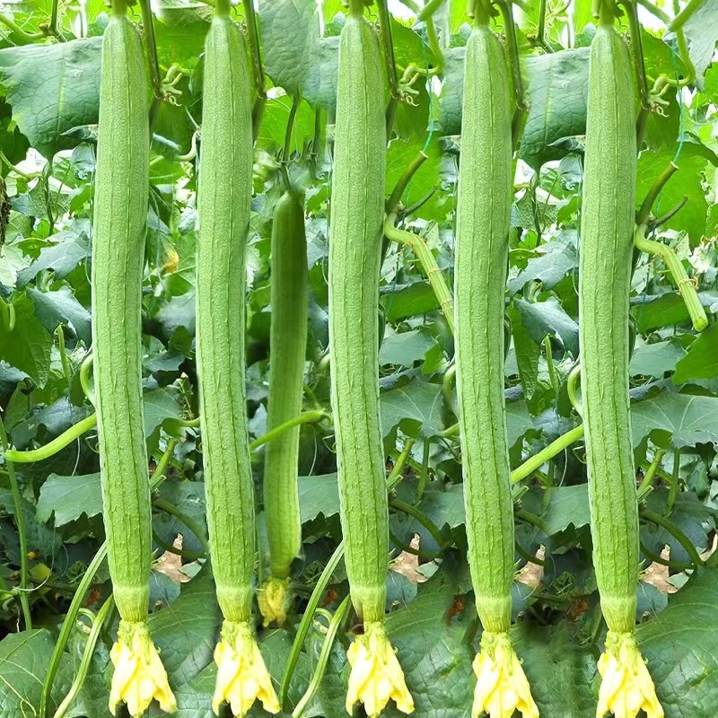 Hạt Giống Mướp hương dài năm lá F1