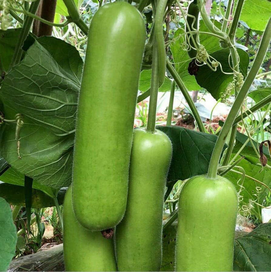 Hạt Giống Bầu Vĩnh Lạc F1