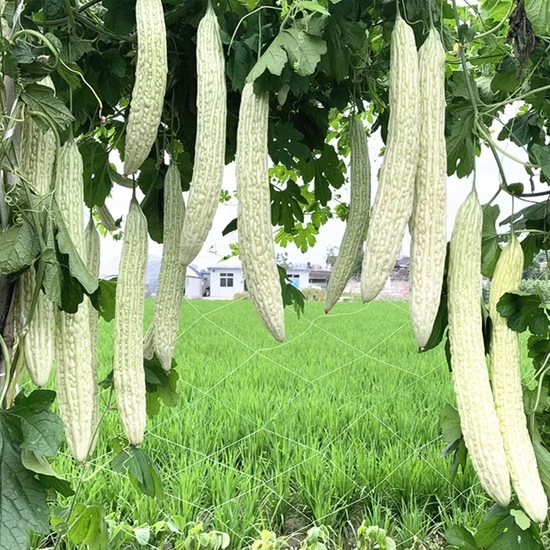 Hạt Giống Mướp đắng trắng dài da cóc