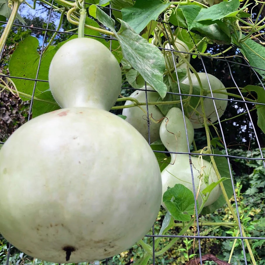 Hạt Giống Bầu Hồ Lô Khổng Lồ