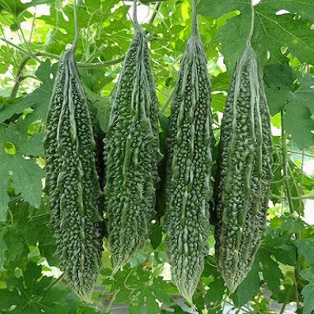 Hạt Giống Mướp Đắng Da Cóc Hàng Việt