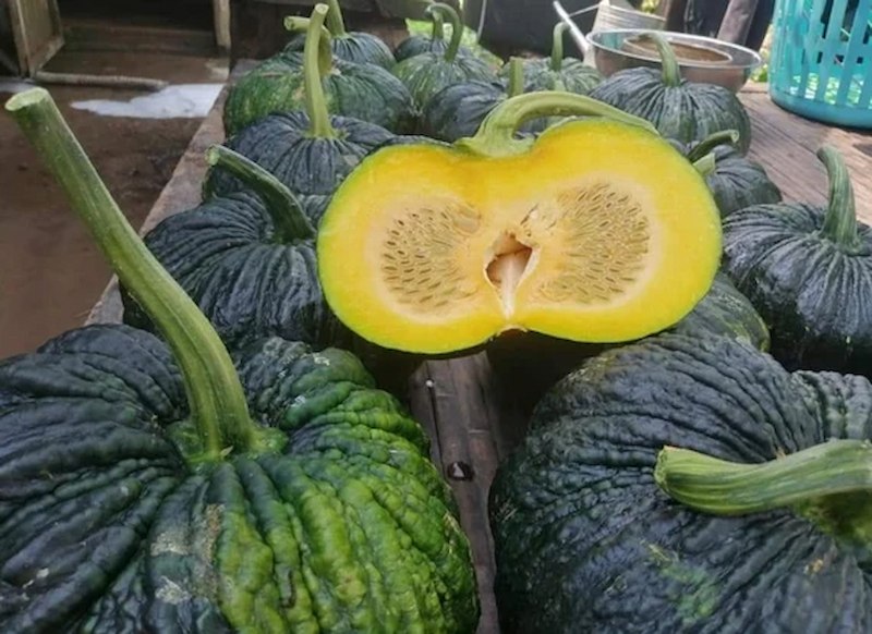 il_570xN.4862838456_48a9 Hạt Giống Bí Ngô Da Cóc
