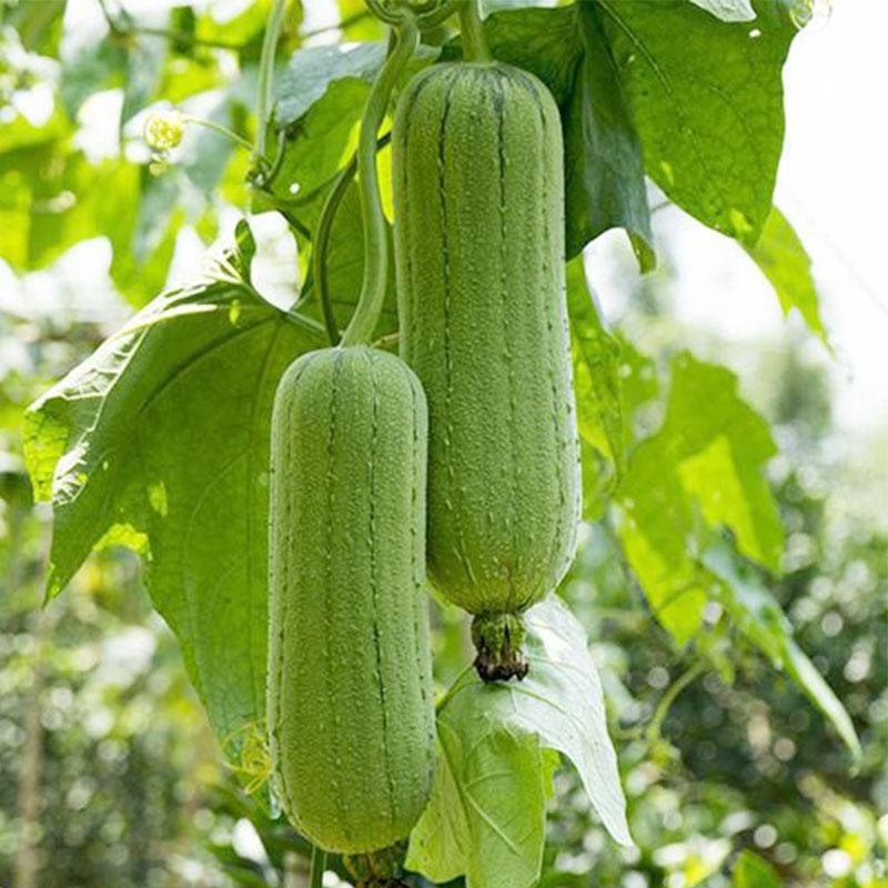 il_fullxfull.2999179918_9sgc Hạt Giống Mướp hương béo mỹ nhân F1