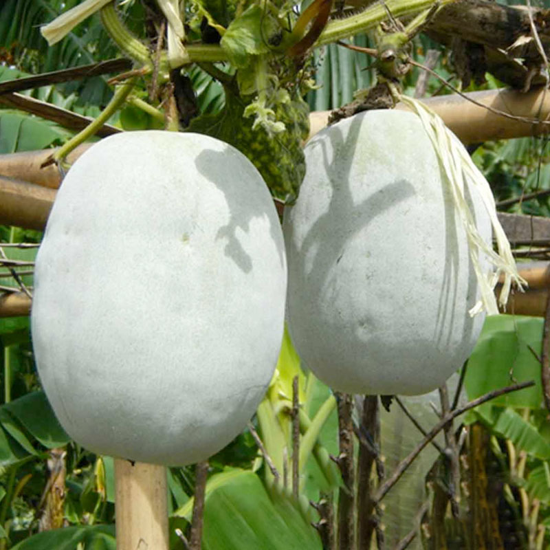 Hạt Giống Bí phấn khổng lồ