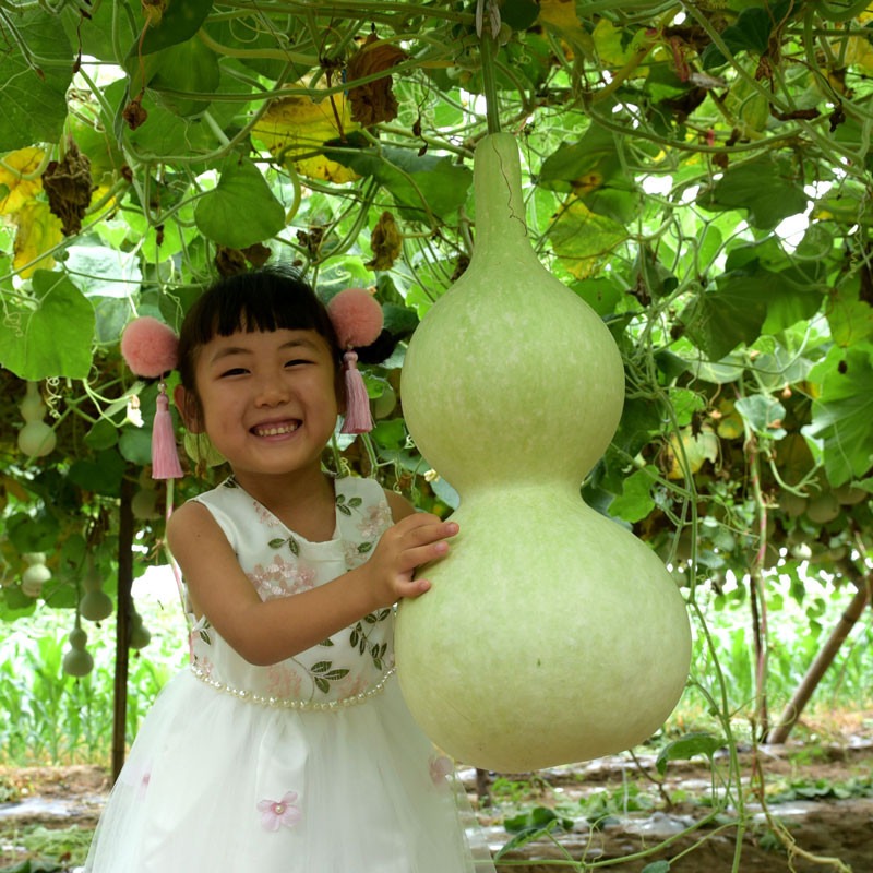 Hạt Giống Bầu Hồ Lô Khổng Lồ