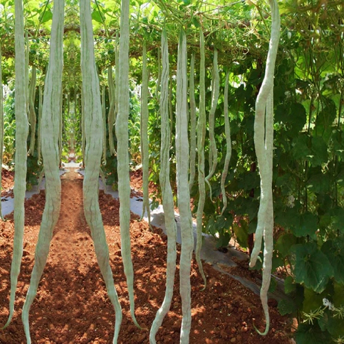 Hạt Giống mướp rắn việt ( 60cm )
